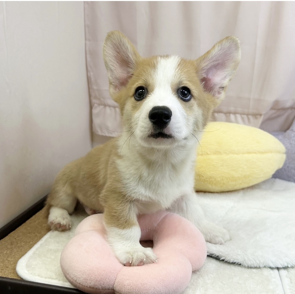 静岡県のウェルシュコーギーペンブローク (犬の家＆猫の里マークイズ静岡店/2026年5月24日生まれ/男の子/レッドホワイト)の子犬の3枚目の画像