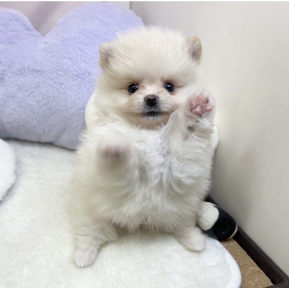 静岡県のポメラニアン (犬の家＆猫の里マークイズ静岡店/2026年5月25日生まれ/男の子/クリーム)の子犬の3枚目の画像
