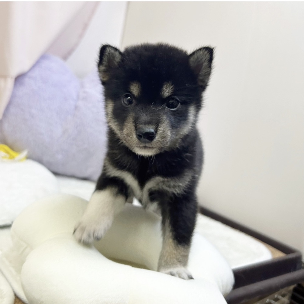 静岡県の柴犬(標準サイズ) (犬の家＆猫の里マークイズ静岡店/2026年5月26日生まれ/男の子/黒)の子犬の3枚目の画像