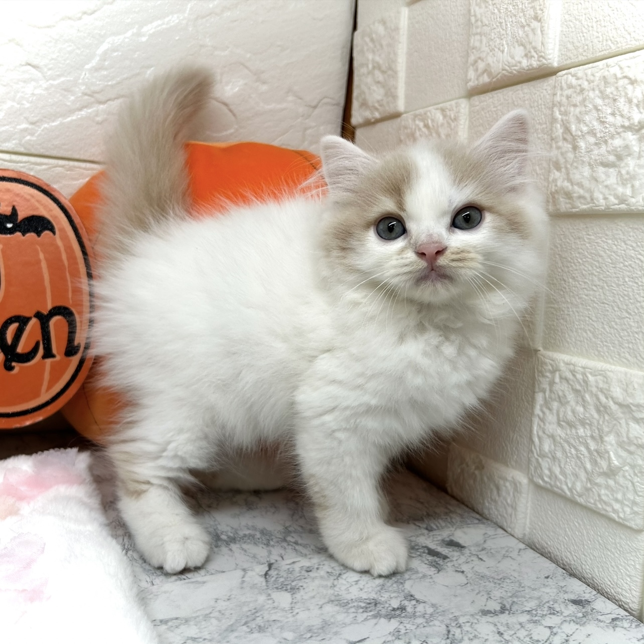 兵庫県のスコティッシュストレート (犬の家＆猫の里ゆめタウン姫路店/2025年7月13日生まれ/男の子/クリームタビーホワイト)の子猫の3枚目の画像