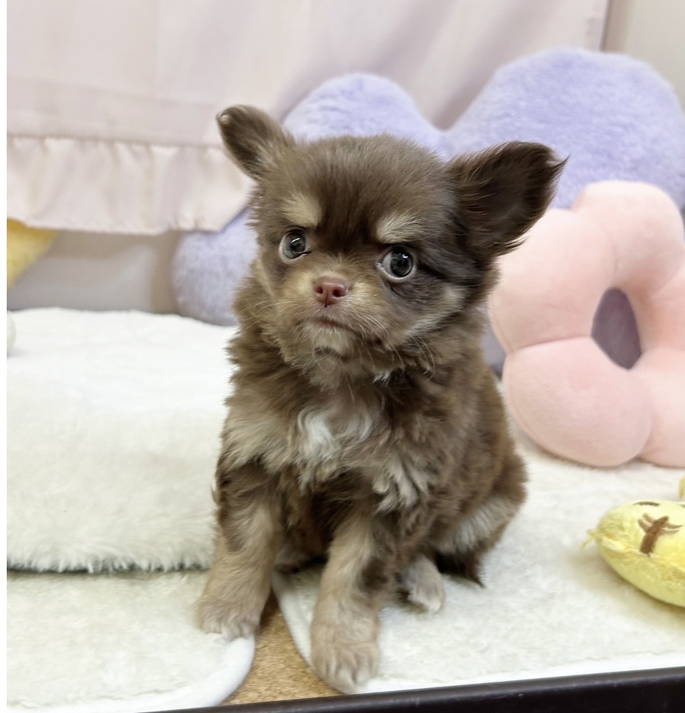 静岡県のチワワ(ロング) (犬の家＆猫の里マークイズ静岡店/2026年5月19日生まれ/女の子/チョコレートタンホワイト)の子犬の3枚目の画像