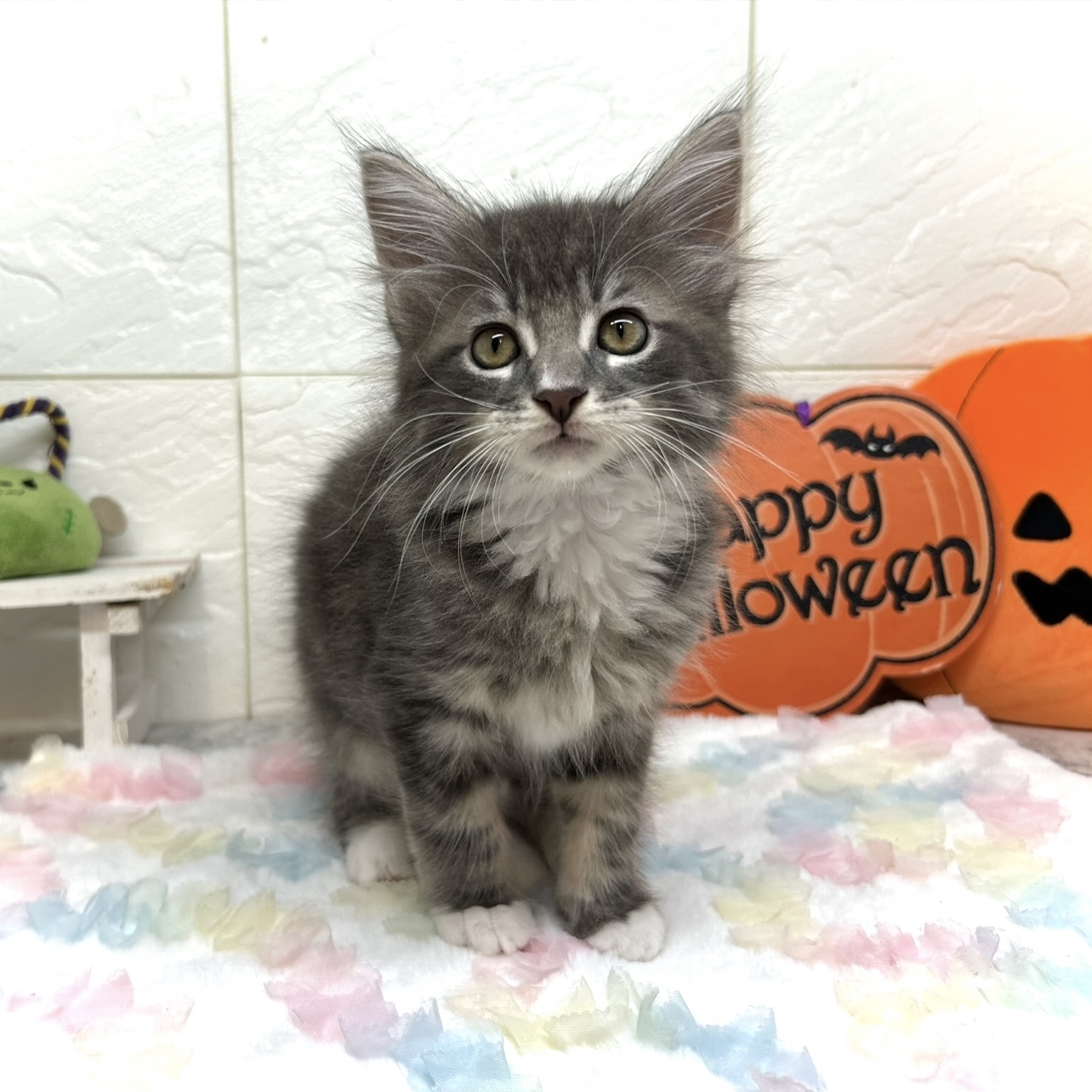 兵庫県のメインクーン (犬の家＆猫の里ゆめタウン姫路店/2025年7月18日生まれ/男の子/ブルータビーホワイト)の子猫の3枚目の画像