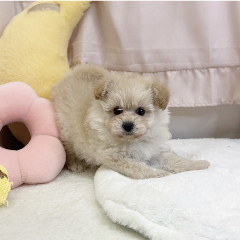 静岡県のポメプー(ポメラニアン×プードル) (犬の家＆猫の里マークイズ静岡店/2026年5月24日生まれ/女の子/アプリコット)の子犬の3枚目の画像