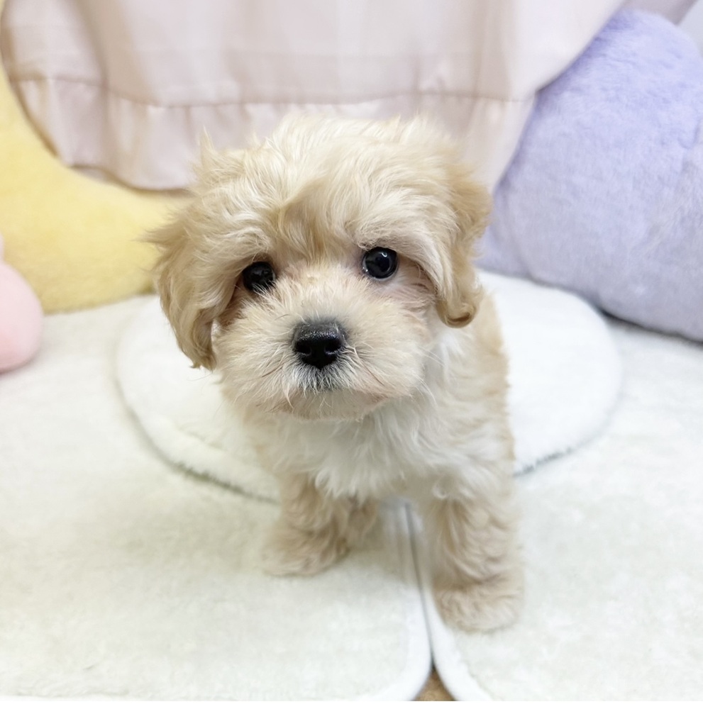 静岡県のマルプー(マルチーズ×プードル) (犬の家＆猫の里マークイズ静岡店/2026年5月25日生まれ/女の子/クリーム)の子犬の3枚目の画像