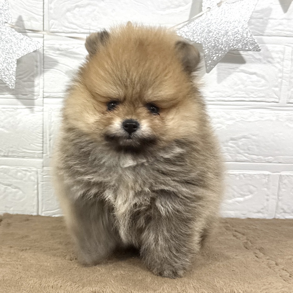 兵庫県のポメラニアン (犬の家＆猫の里ニッケパークタウン加古川店/2025年6月18日生まれ/男の子/オレンジ)の子犬の3枚目の画像