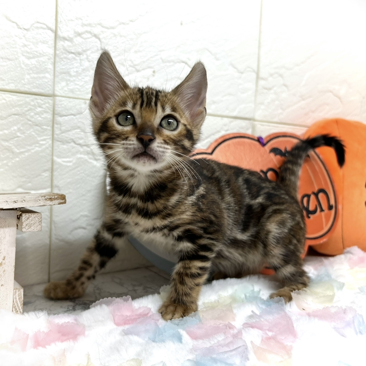 兵庫県のベンガル (犬の家＆猫の里ゆめタウン姫路店/2025年7月18日生まれ/女の子/ブラウンスポットタビー)の子猫の3枚目の画像