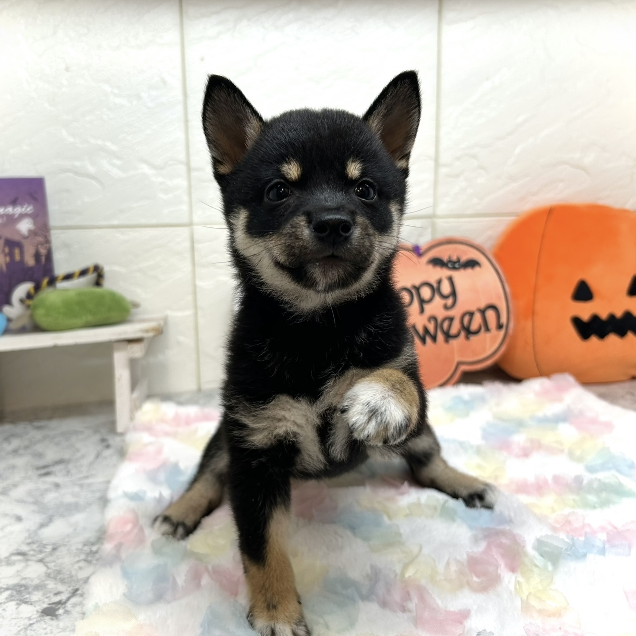 兵庫県の豆柴 (犬の家＆猫の里ゆめタウン姫路店/2025年7月15日生まれ/女の子/黒)の子犬の3枚目の画像