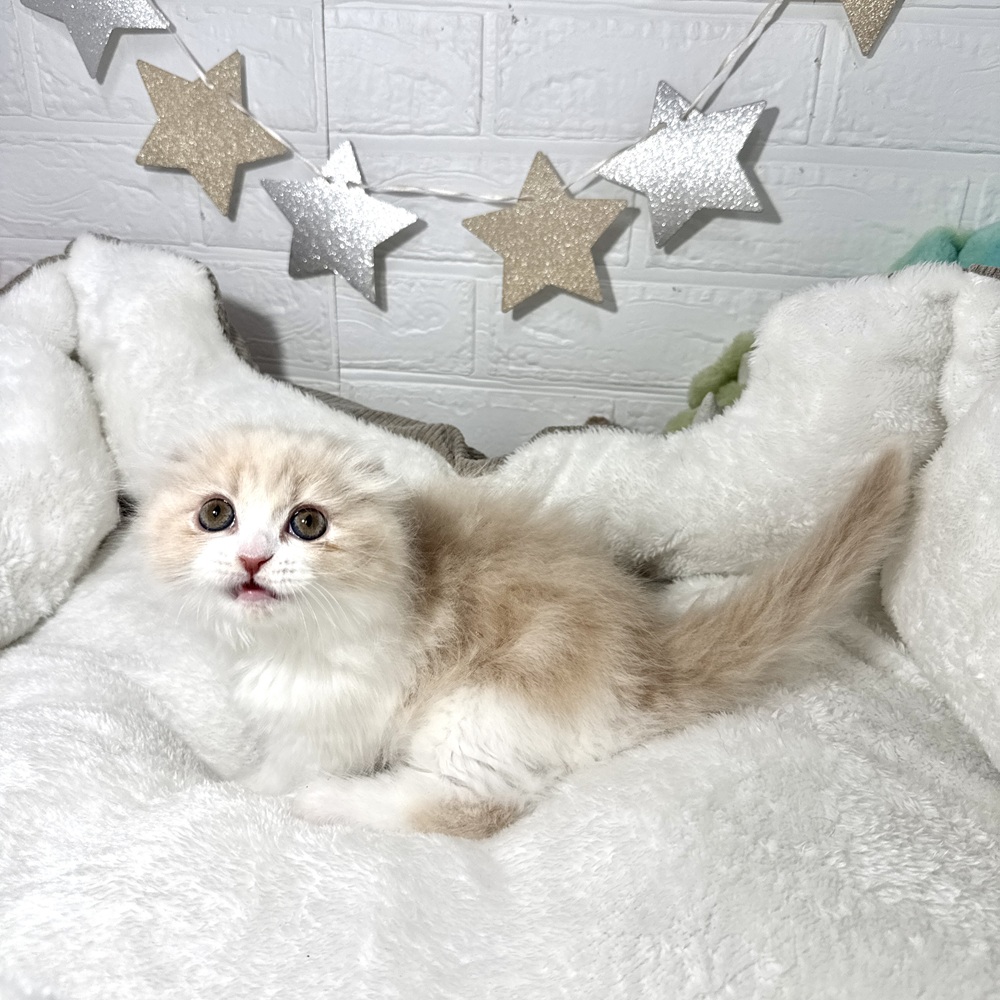 兵庫県のスコティッシュフォールド (犬の家＆猫の里ニッケパークタウン加古川店/2025年12月24日生まれ/女の子/クリームタビーホワイト)の子猫の3枚目の画像