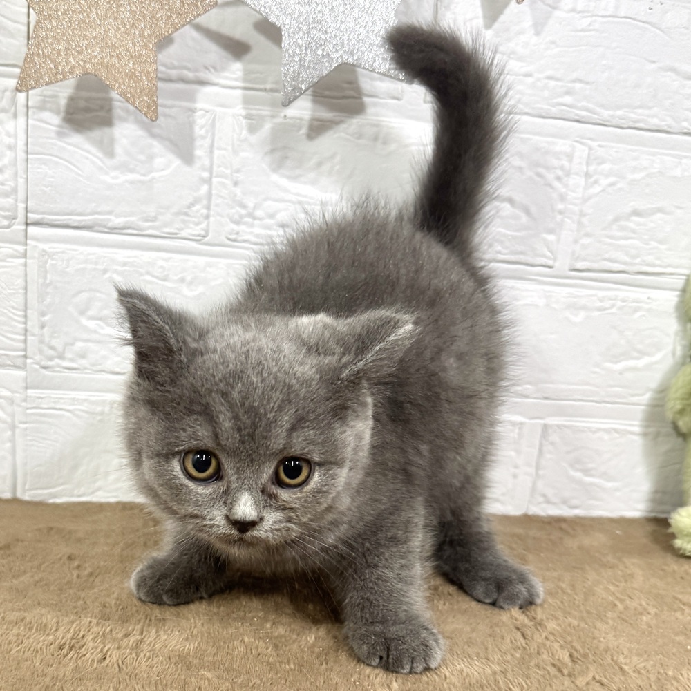 兵庫県のスコティッシュストレート (犬の家＆猫の里ニッケパークタウン加古川店/2025年6月12日生まれ/男の子/ブルー)の子猫の3枚目の画像