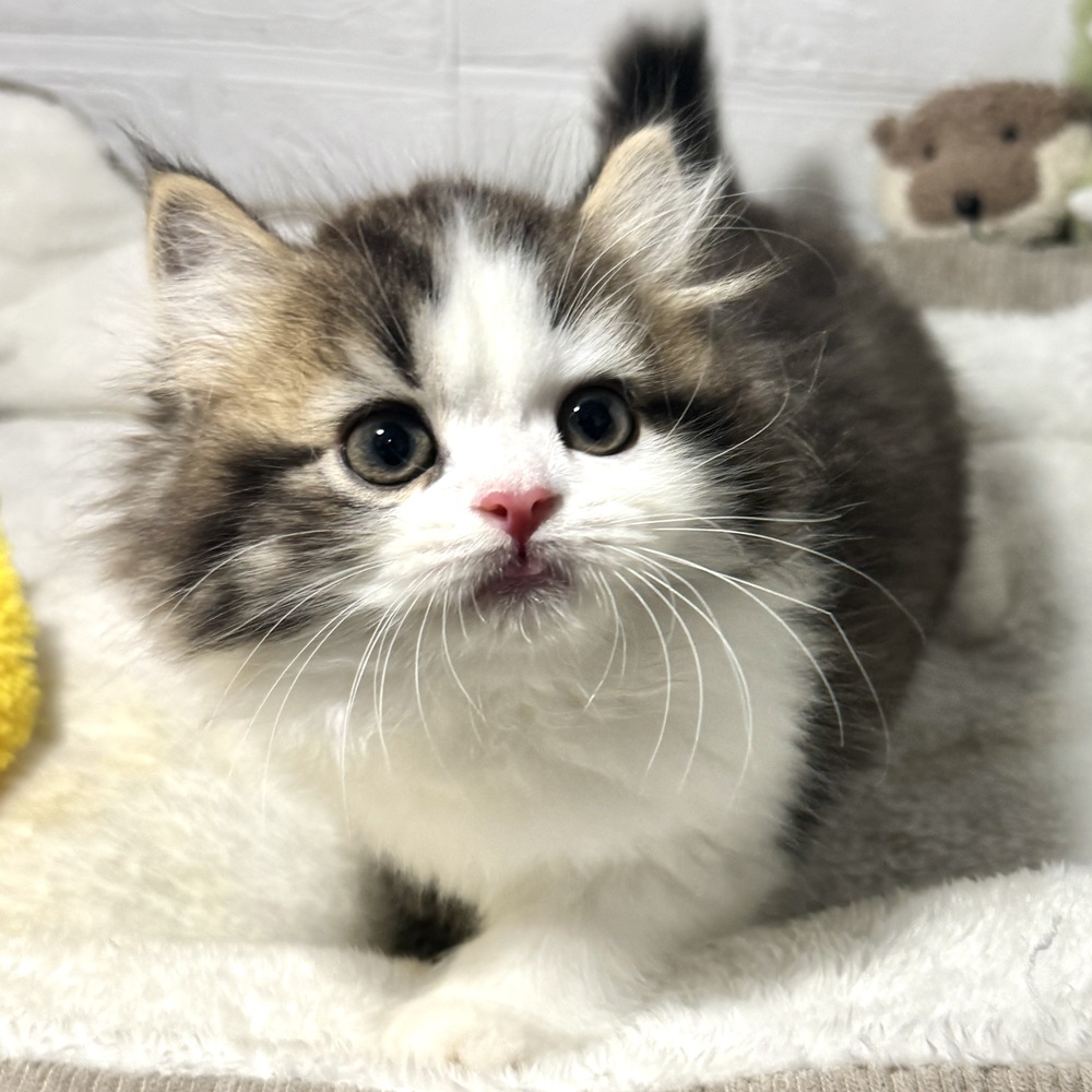兵庫県のスコティッシュストレート (犬の家＆猫の里ニッケパークタウン加古川店/2026年8月9日生まれ/男の子/ブラウンタビーホワイト)の子猫の3枚目の画像