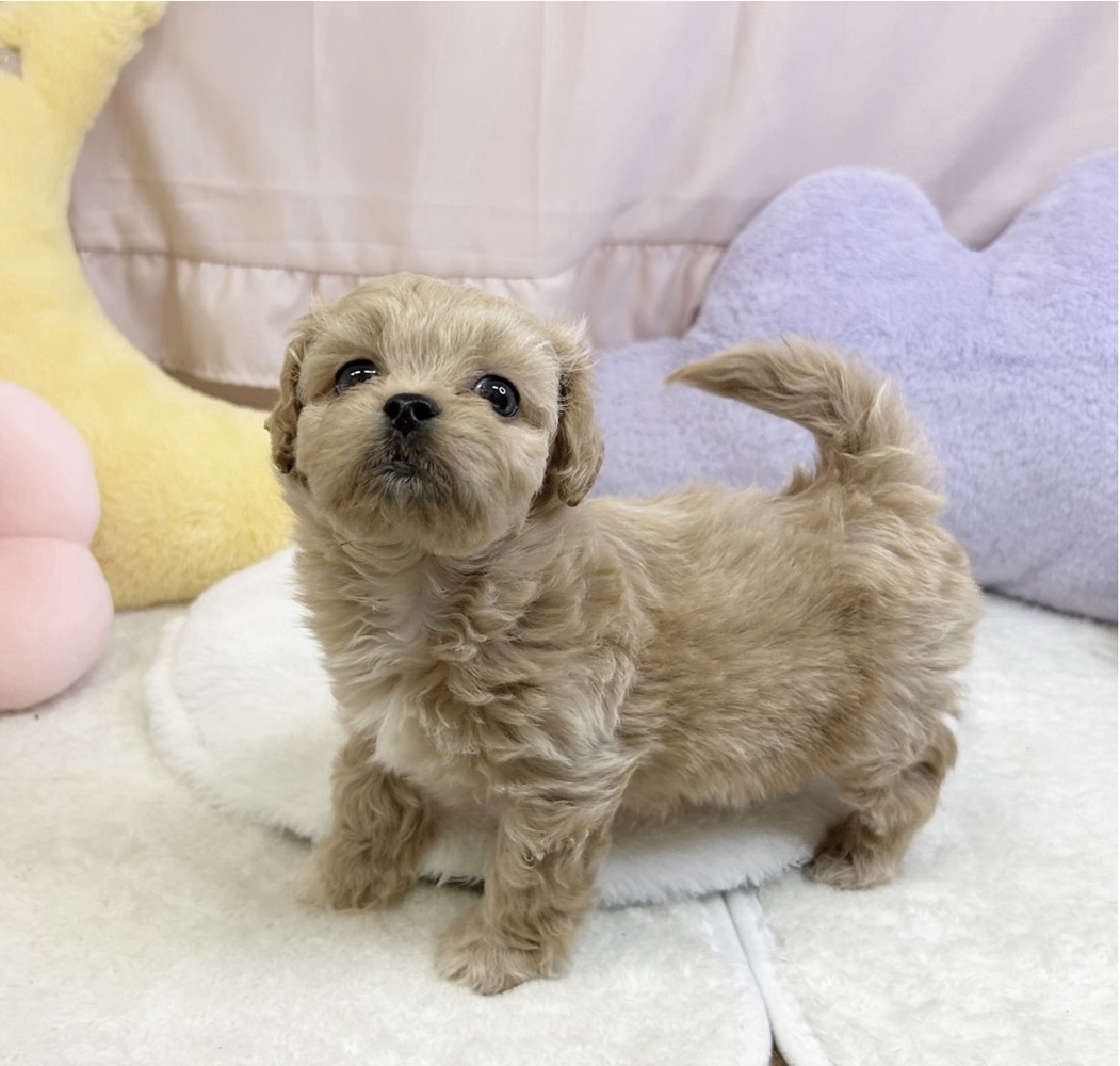 静岡県のペキプー(ペキニーズ×プードル) (犬の家＆猫の里マークイズ静岡店/2026年5月17日生まれ/男の子/アプリコット)の子犬の3枚目の画像