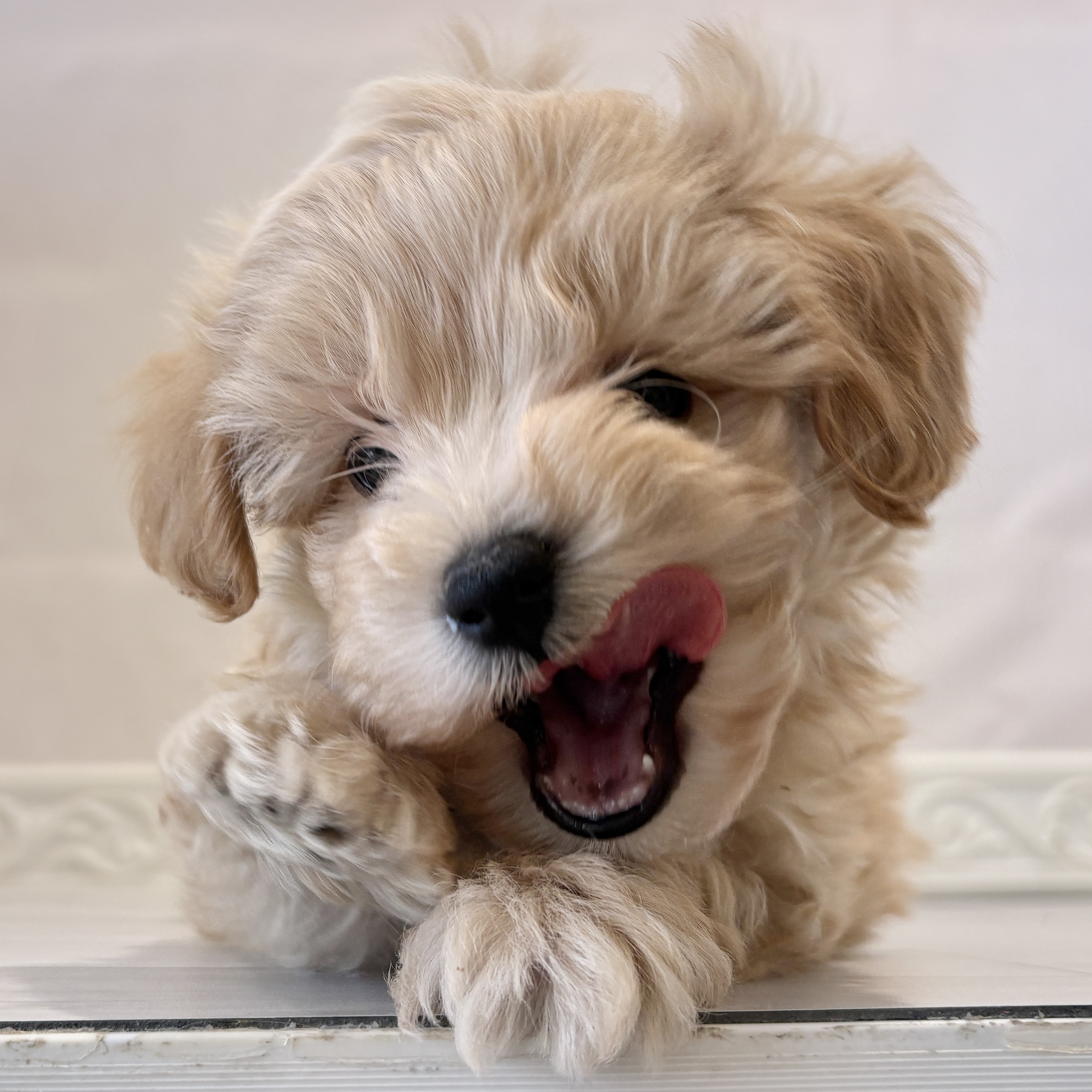 愛知県のマルプー(マルチーズ×プードル) (犬の家＆猫の里春日井本店/2025年11月10日生まれ/男の子/アプリコット)の子犬の3枚目の画像