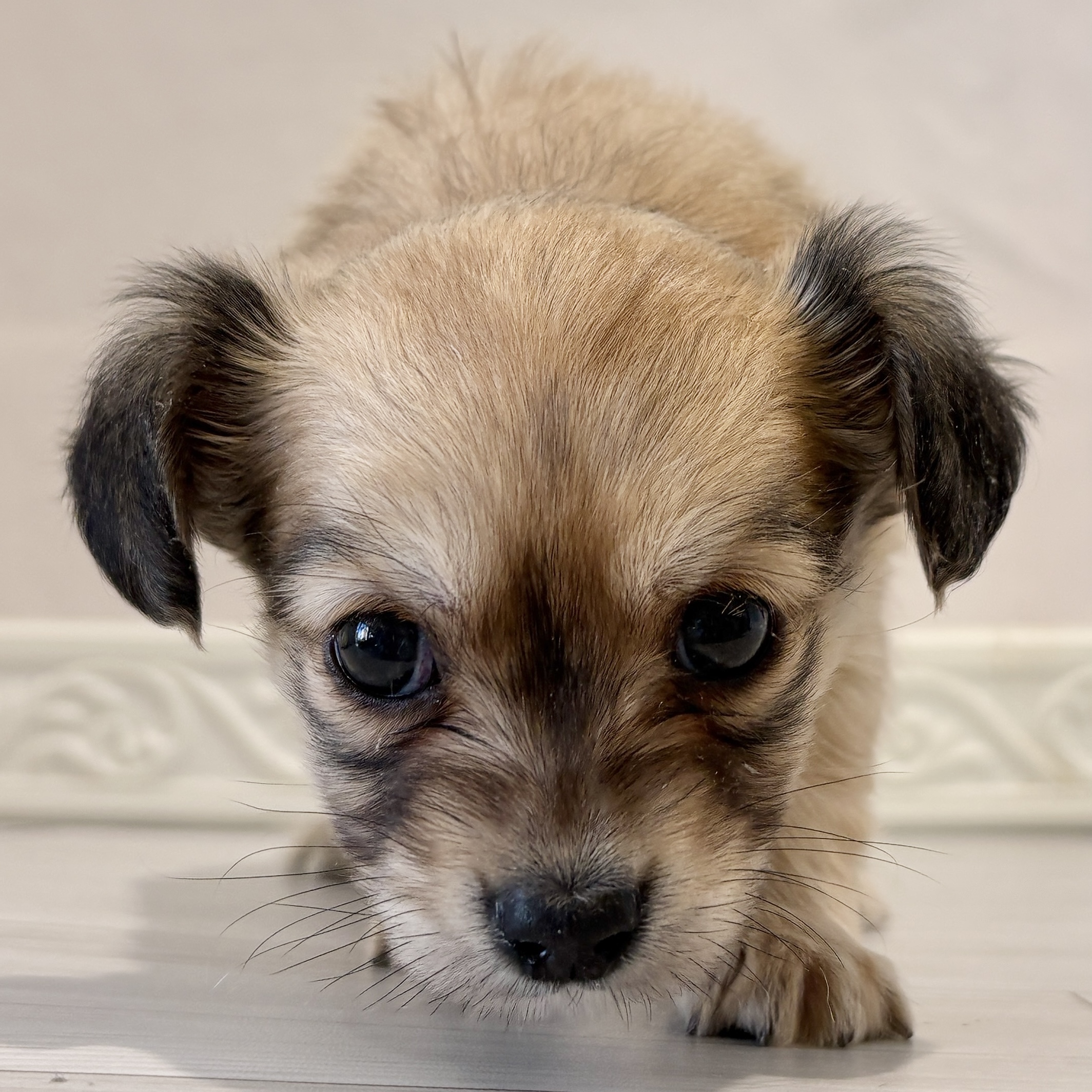 愛知県のチワックス(チワワ×ダックス) (犬の家＆猫の里春日井本店/2025年11月10日生まれ/男の子/フォーン)の子犬の3枚目の画像