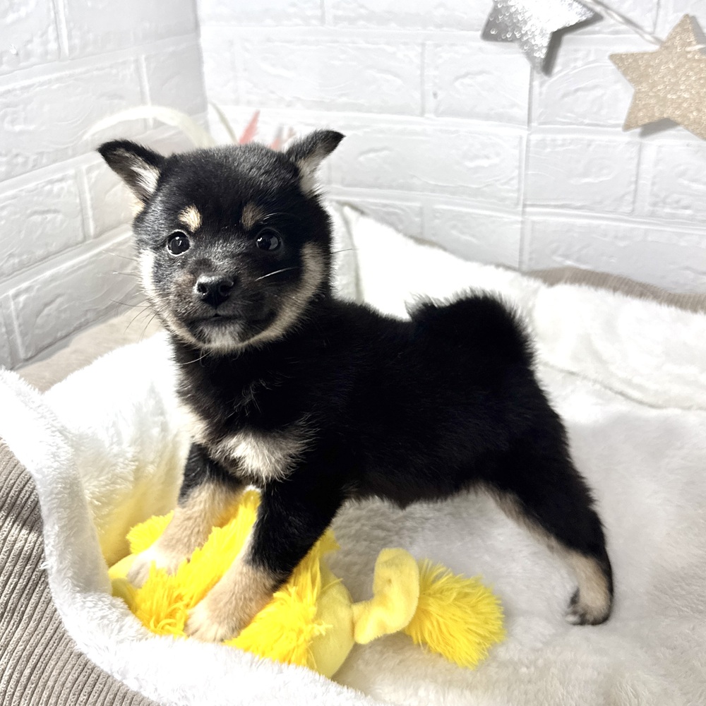 兵庫県の豆柴 (犬の家＆猫の里ニッケパークタウン加古川店/2026年1月14日生まれ/女の子/黒)の子犬の1枚目の画像