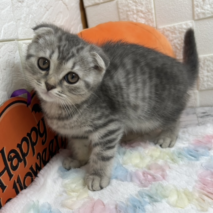 兵庫県のスコティッシュフォールド (犬の家＆猫の里ゆめタウン姫路店/2025年7月13日生まれ/男の子/シルバータビー)の子猫の3枚目の画像