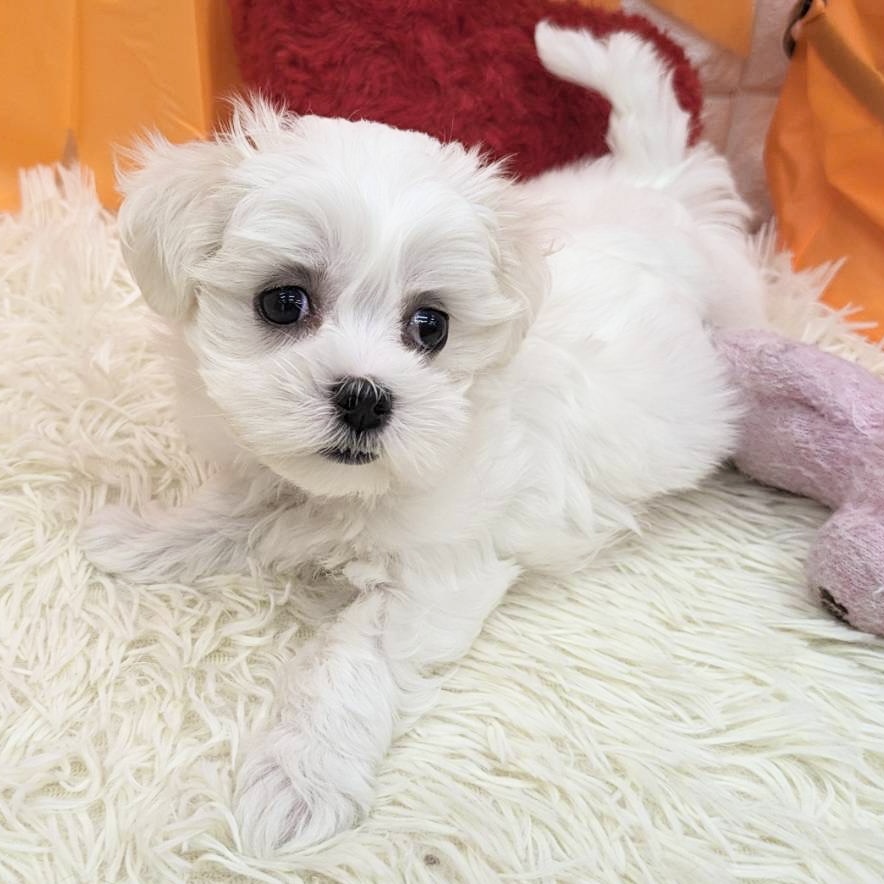 愛知県のマルチーズ (犬の家＆猫の里MEGAドン・キホーテ東海名和店/2025年8月30日生まれ/女の子/ホワイト)の子犬の3枚目の画像
