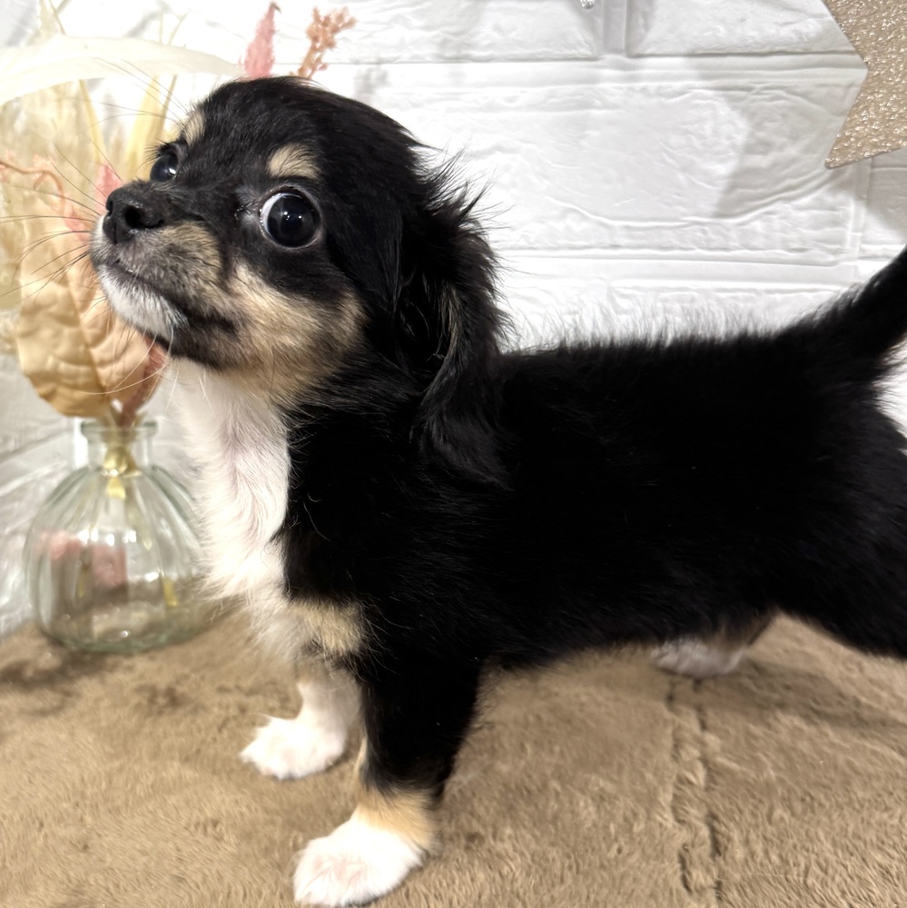 兵庫県のチワックス(チワワ×ダックス) (犬の家＆猫の里ニッケパークタウン加古川店/2025年6月12日生まれ/女の子/ブラックタンホワイト)の子犬の3枚目の画像
