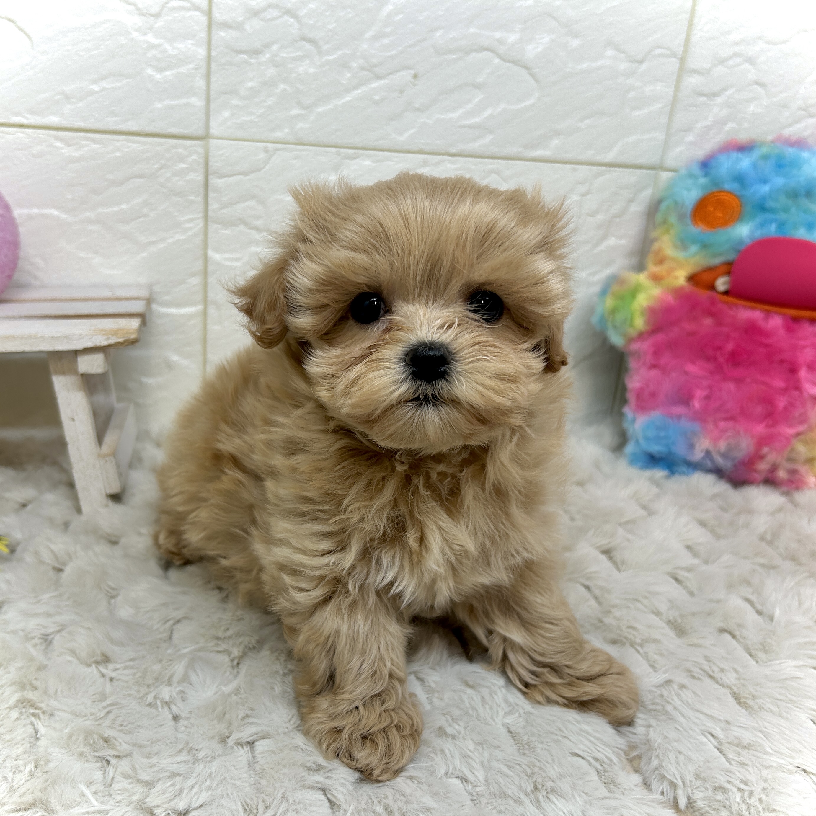 兵庫県のマルプー(マルチーズ×プードル) (犬の家＆猫の里ゆめタウン姫路店/2025年12月6日生まれ/女の子/アプリコット)の子犬の3枚目の画像