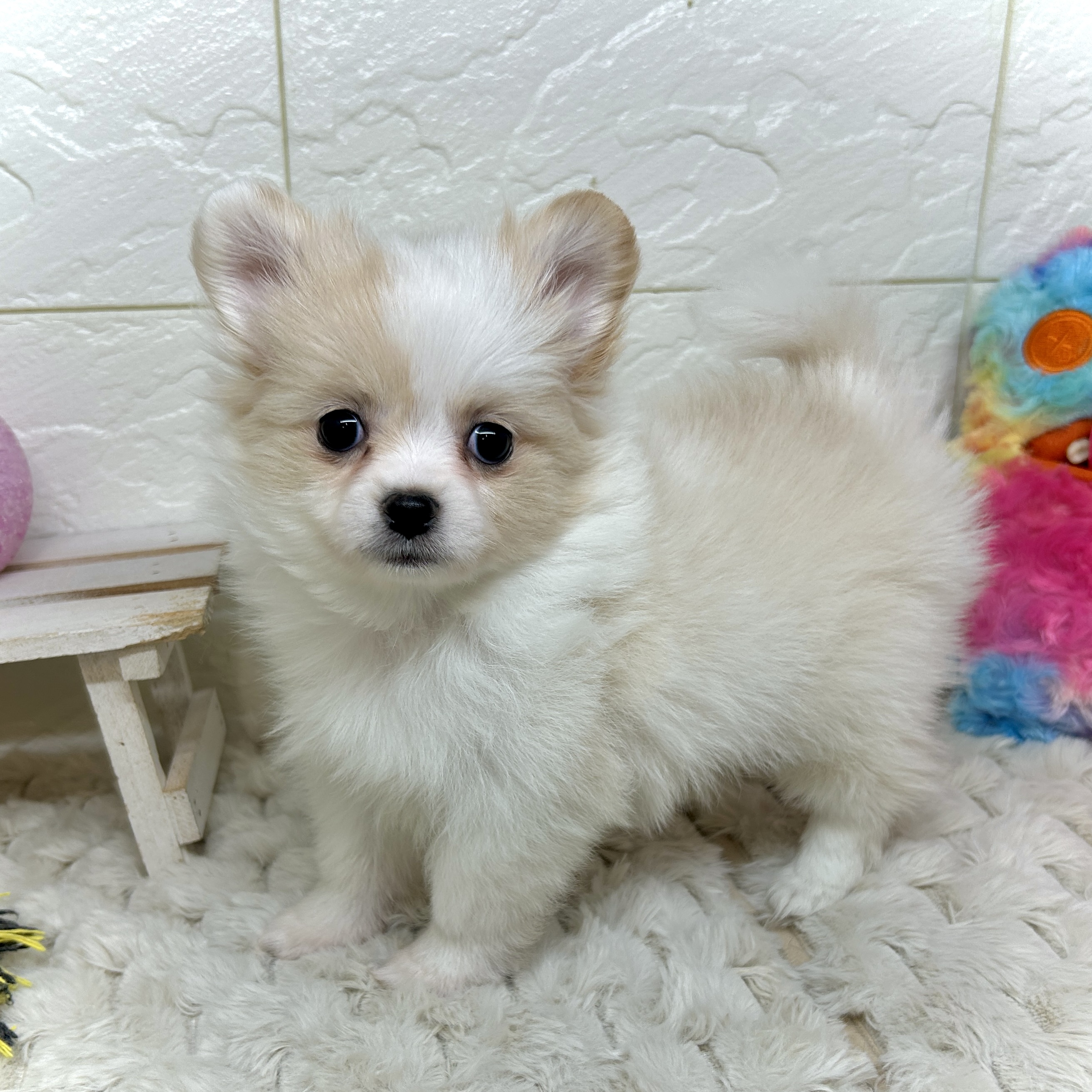 兵庫県のポメチワ/チワポメ/ポメチー(ポメラニアン×チワワ) (犬の家＆猫の里ゆめタウン姫路店/2025年12月5日生まれ/女の子/ホワイトクリーム)の子犬の3枚目の画像