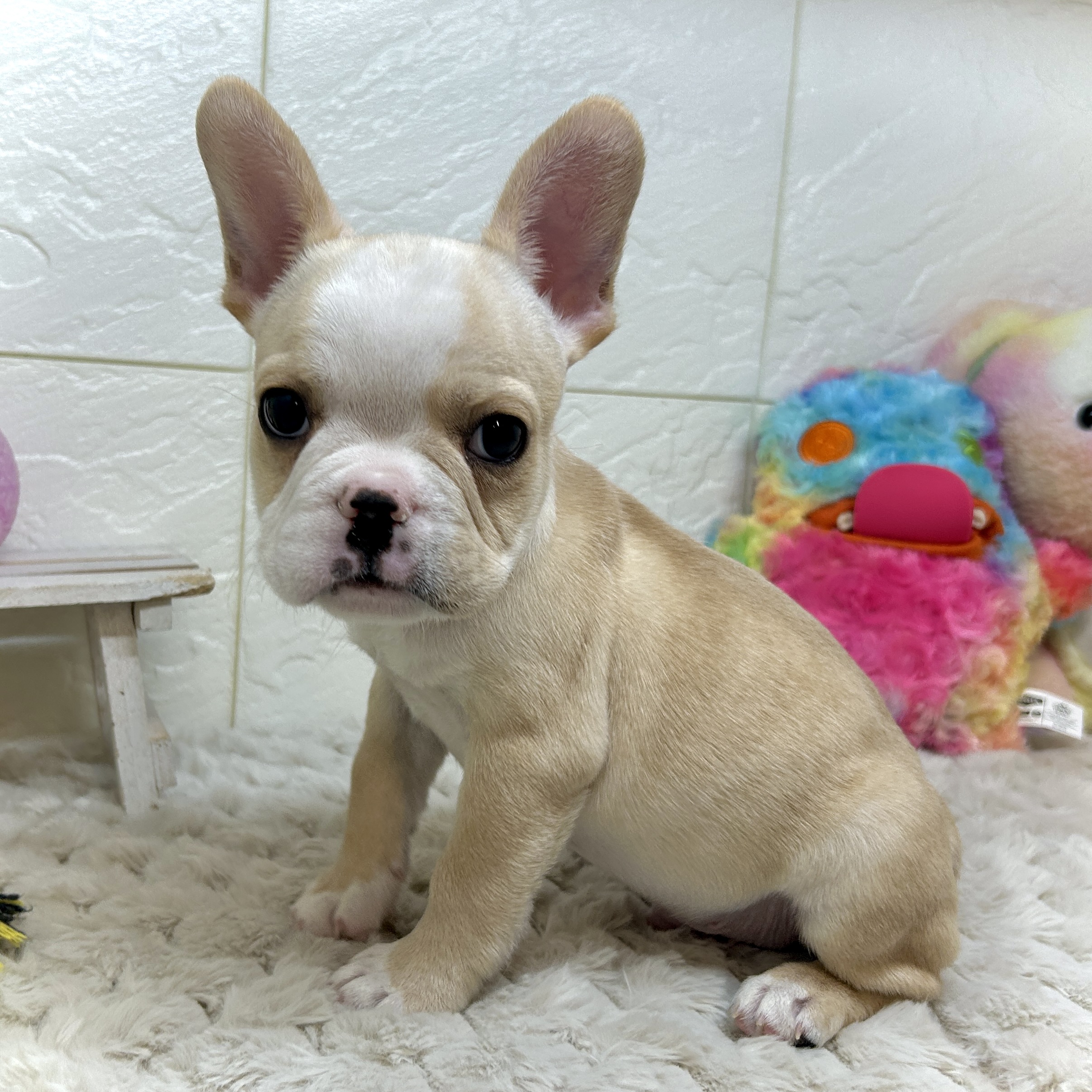 兵庫県のフレンチブルドッグ (犬の家＆猫の里ゆめタウン姫路店/2025年12月7日生まれ/男の子/クリーム)の子犬の3枚目の画像