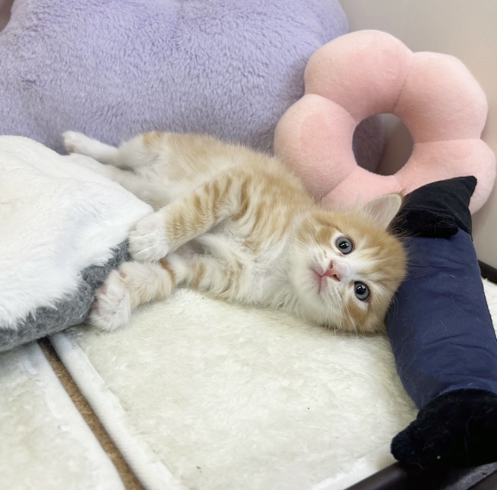 静岡県のマンチカン (犬の家＆猫の里マークイズ静岡店/2026年6月9日生まれ/男の子/レッドタビーホワイト)の子猫の3枚目の画像