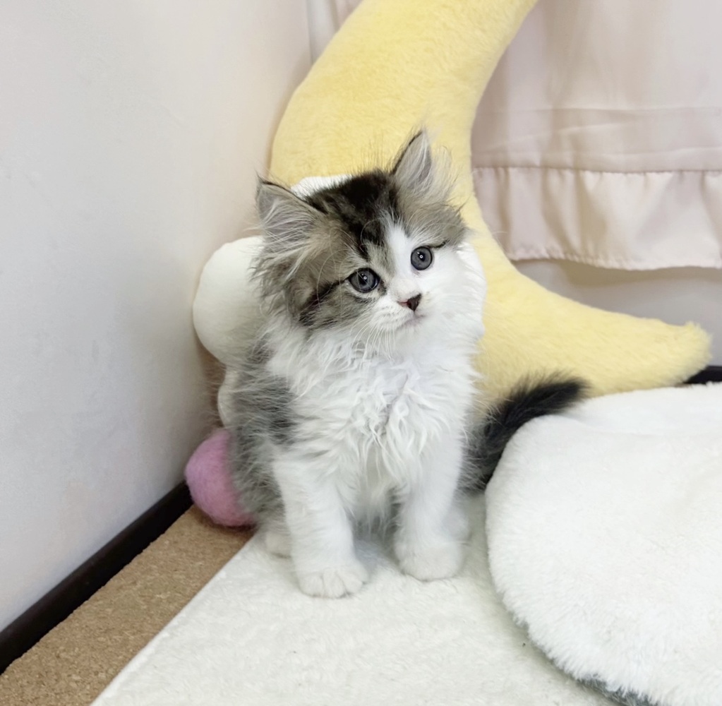 静岡県のスコティッシュストレート (犬の家＆猫の里マークイズ静岡店/2026年6月9日生まれ/男の子/ブラウンタビーホワイト)の子猫の3枚目の画像