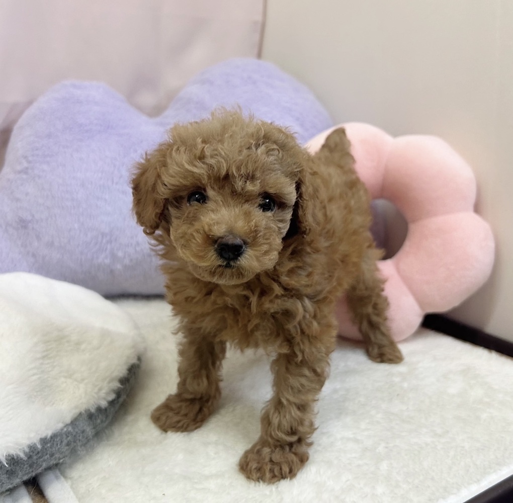 静岡県のトイプードル(トイ) (犬の家＆猫の里マークイズ静岡店/2026年6月9日生まれ/女の子/レッド)の子犬の3枚目の画像
