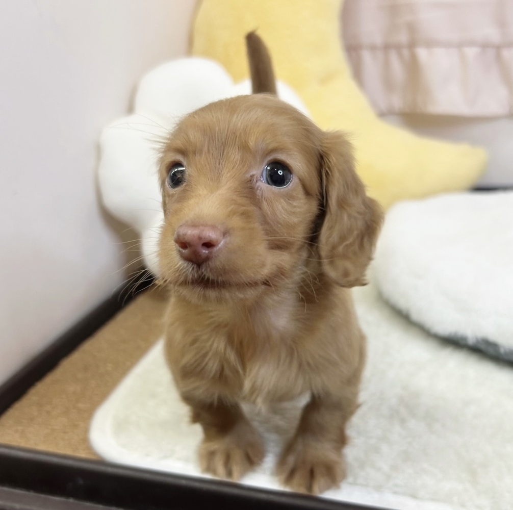 静岡県のミニチュアダックスフンド(ロング) (犬の家＆猫の里マークイズ静岡店/2026年6月9日生まれ/女の子/クリアレッド)の子犬の3枚目の画像