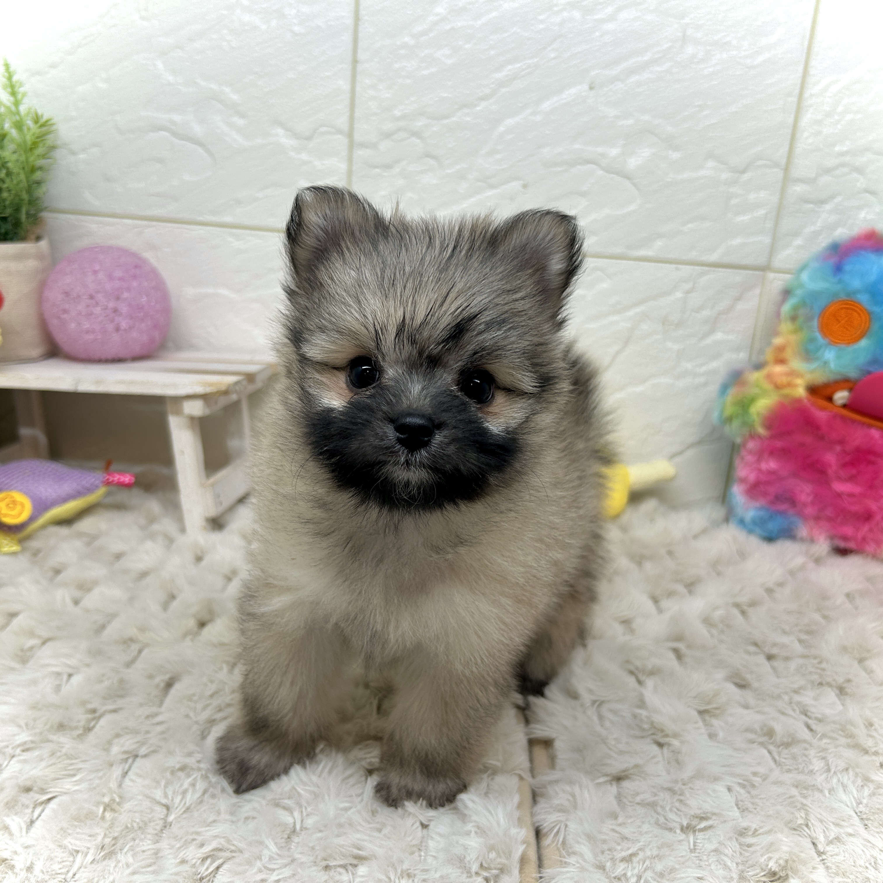 兵庫県のポメマル/マルポメ(ポメラニアン×マルチーズ) (犬の家＆猫の里ゆめタウン姫路店/2025年12月7日生まれ/女の子/フォーン)の子犬の3枚目の画像