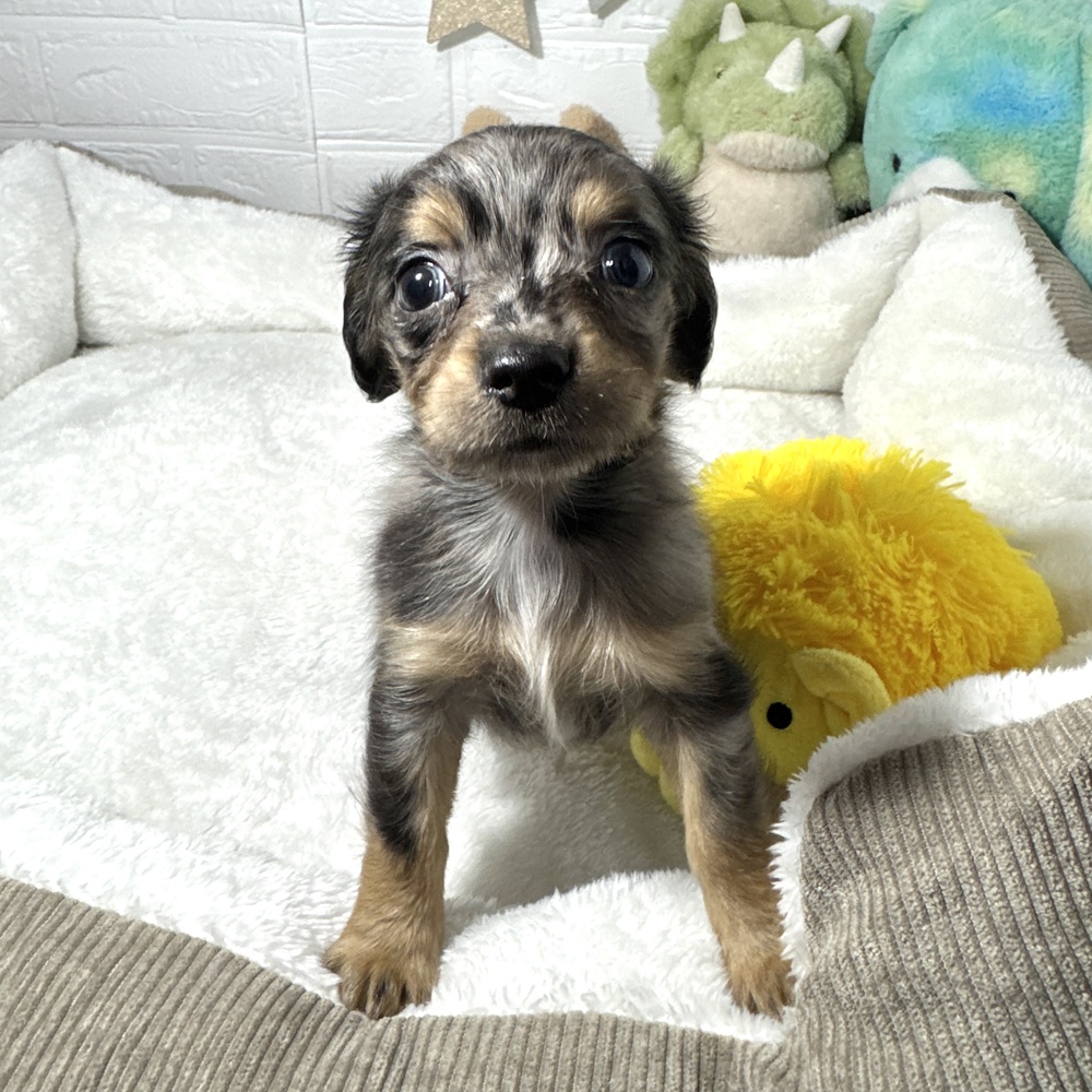 兵庫県のチワックス(チワワ×ダックス) (犬の家＆猫の里ニッケパークタウン加古川店/2026年1月16日生まれ/男の子/ブルーマール)の子犬の3枚目の画像