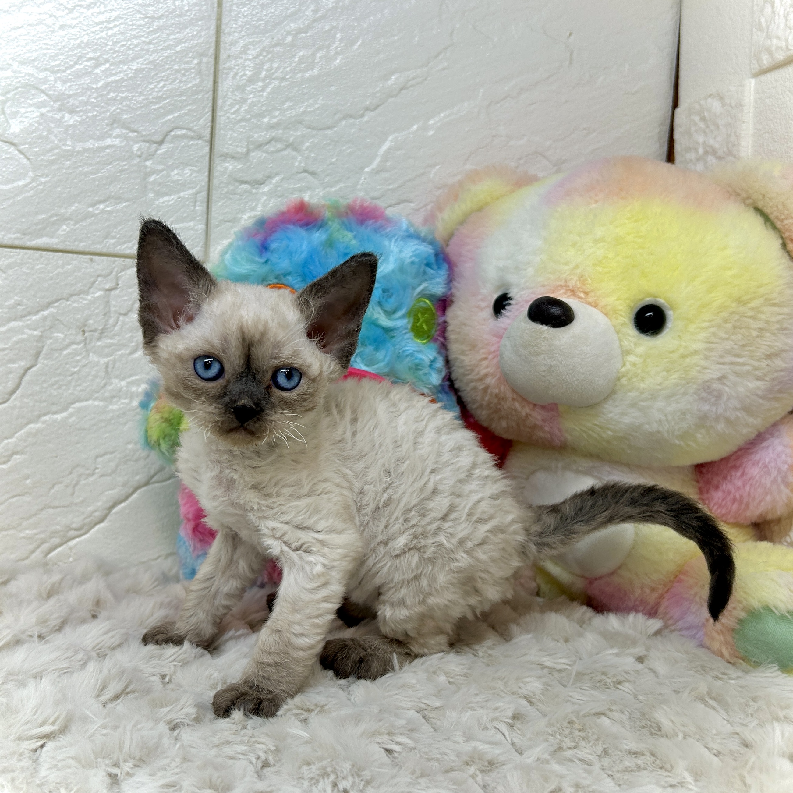 兵庫県のデボンレックス (犬の家＆猫の里ゆめタウン姫路店/2025年12月9日生まれ/男の子/シールポイント)の子猫の3枚目の画像