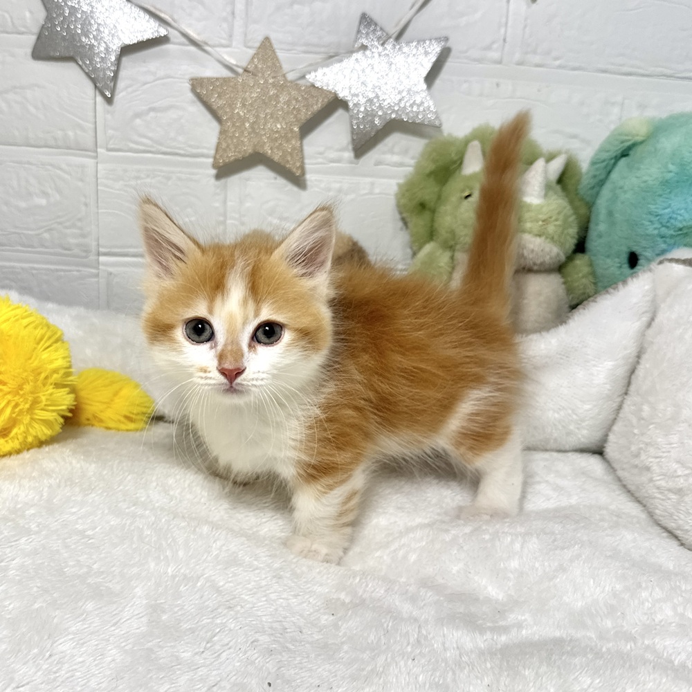 兵庫県のマンチカン (犬の家＆猫の里ニッケパークタウン加古川店/2026年1月18日生まれ/男の子/レッドタビーホワイト)の子猫の3枚目の画像