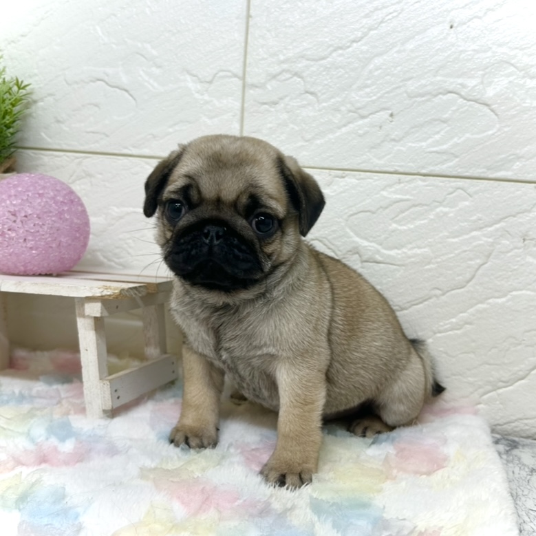 兵庫県のパグ (犬の家＆猫の里ゆめタウン姫路店/2025年9月25日生まれ/女の子/フォーン)の子犬の3枚目の画像