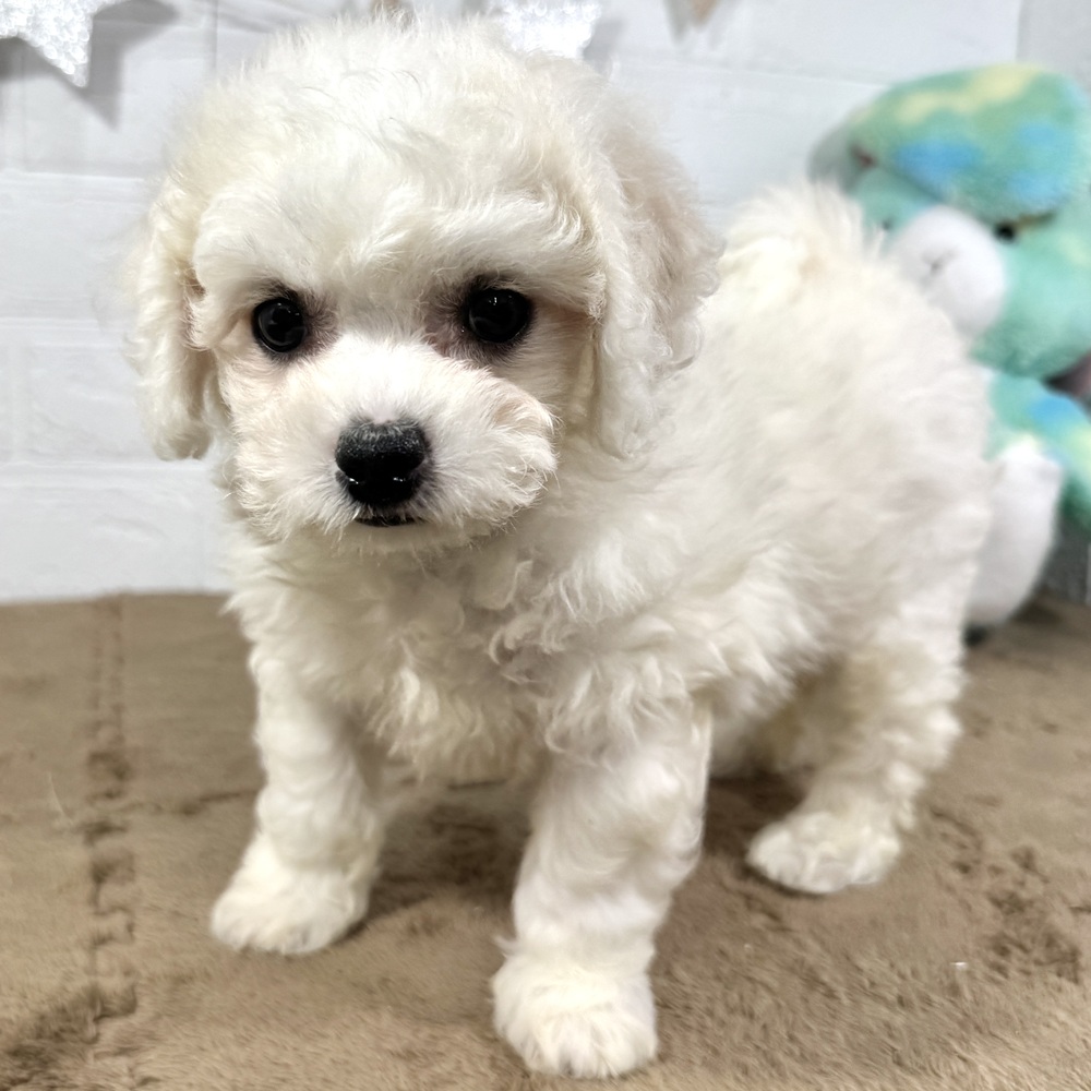 兵庫県のビションフリーゼ (犬の家＆猫の里ニッケパークタウン加古川店/2025年6月25日生まれ/女の子/ホワイト)の子犬の3枚目の画像