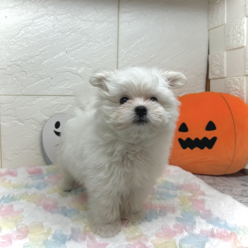 兵庫県のポメマル/マルポメ(ポメラニアン×マルチーズ) (犬の家＆猫の里ゆめタウン姫路店/2025年7月25日生まれ/女の子/ホワイト)の子犬の3枚目の画像