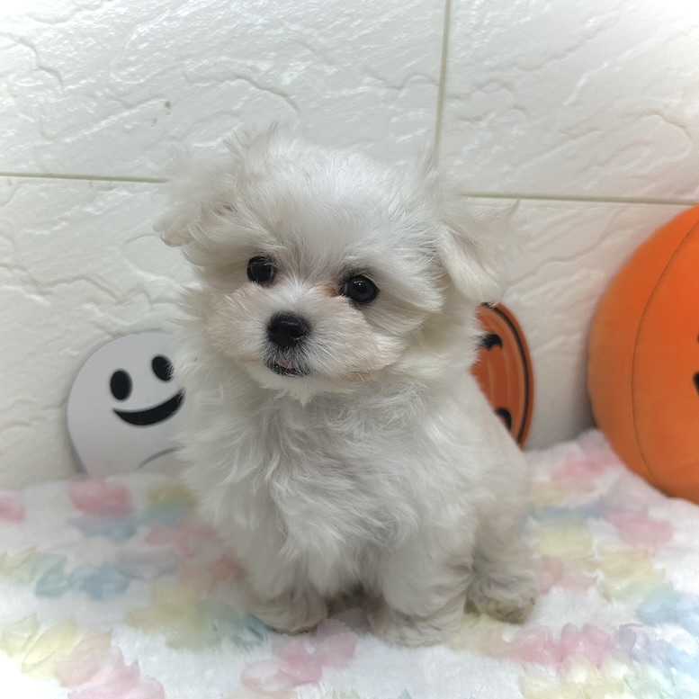 兵庫県のマルチーズ (犬の家＆猫の里ゆめタウン姫路店/2025年7月27日生まれ/女の子/ホワイト)の子犬の3枚目の画像