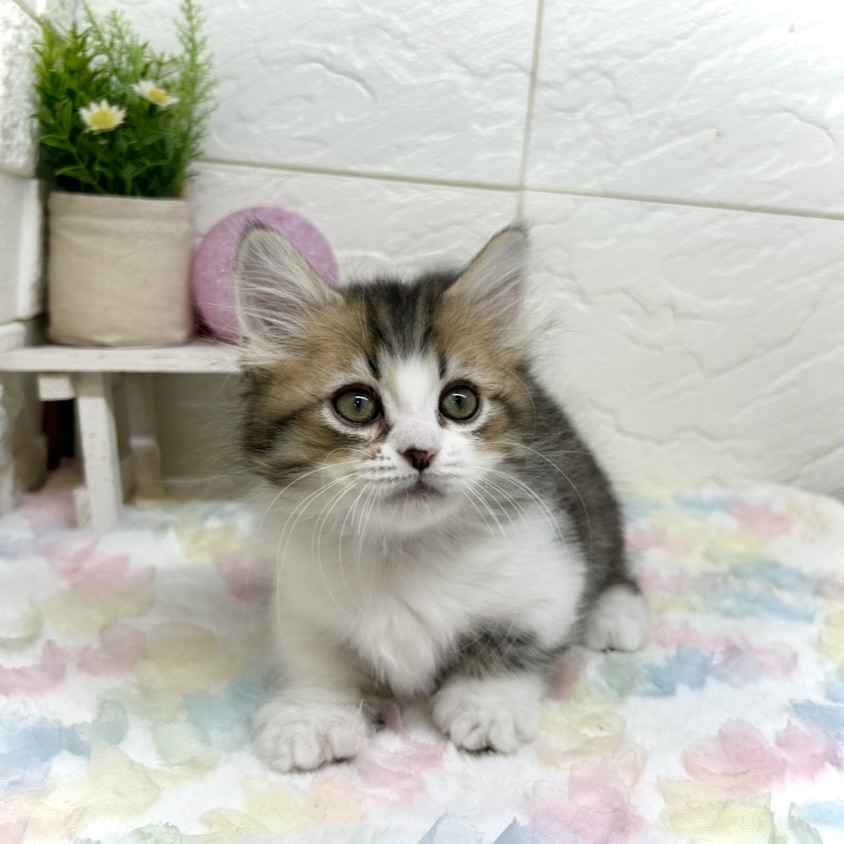 兵庫県のミヌエット (犬の家＆猫の里ゆめタウン姫路店/2025年9月21日生まれ/男の子/ブラウンタビーホワイト)の子猫の3枚目の画像