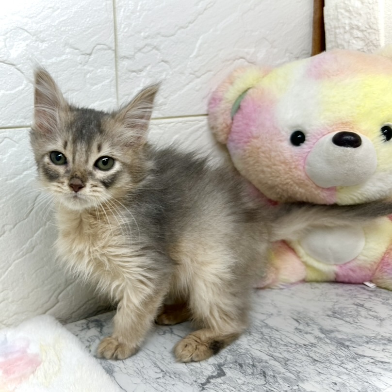 兵庫県のソマリ (犬の家＆猫の里ゆめタウン姫路店/2025年9月27日生まれ/男の子/ブルー)の子猫の3枚目の画像