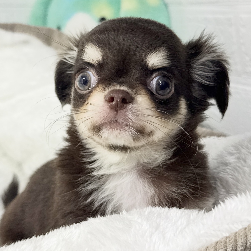 兵庫県のチワワ(ロング) (犬の家＆猫の里ニッケパークタウン加古川店/2026年8月25日生まれ/男の子/チョコレートクリーム)の子犬の1枚目の画像