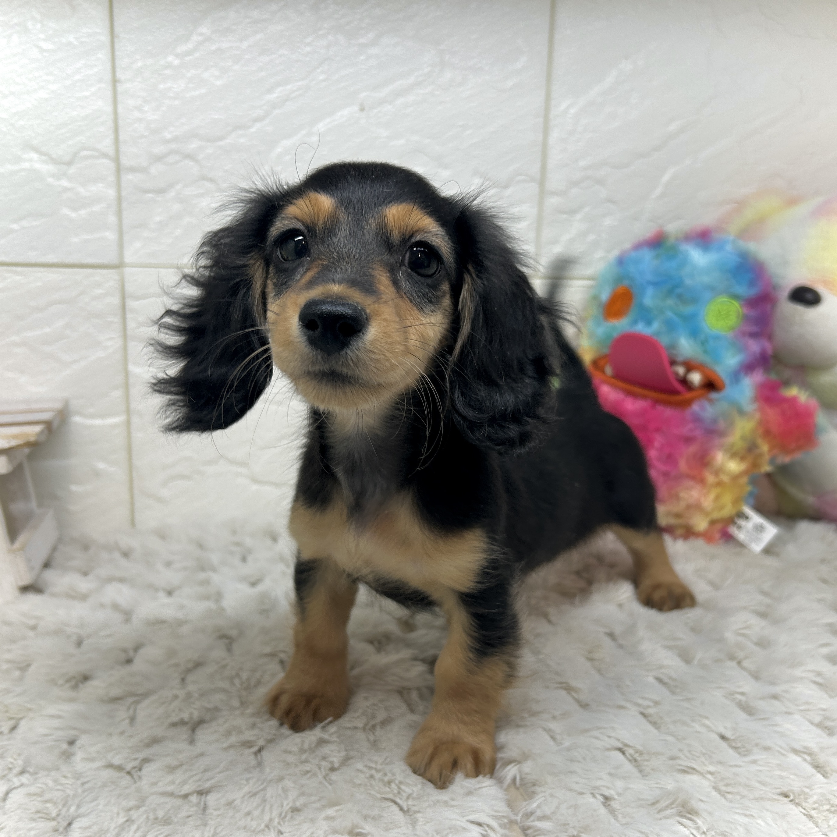 兵庫県のミニチュアダックスフンド(ロング) (犬の家＆猫の里ゆめタウン姫路店/2025年12月1日生まれ/女の子/ブラックタン)の子犬の3枚目の画像