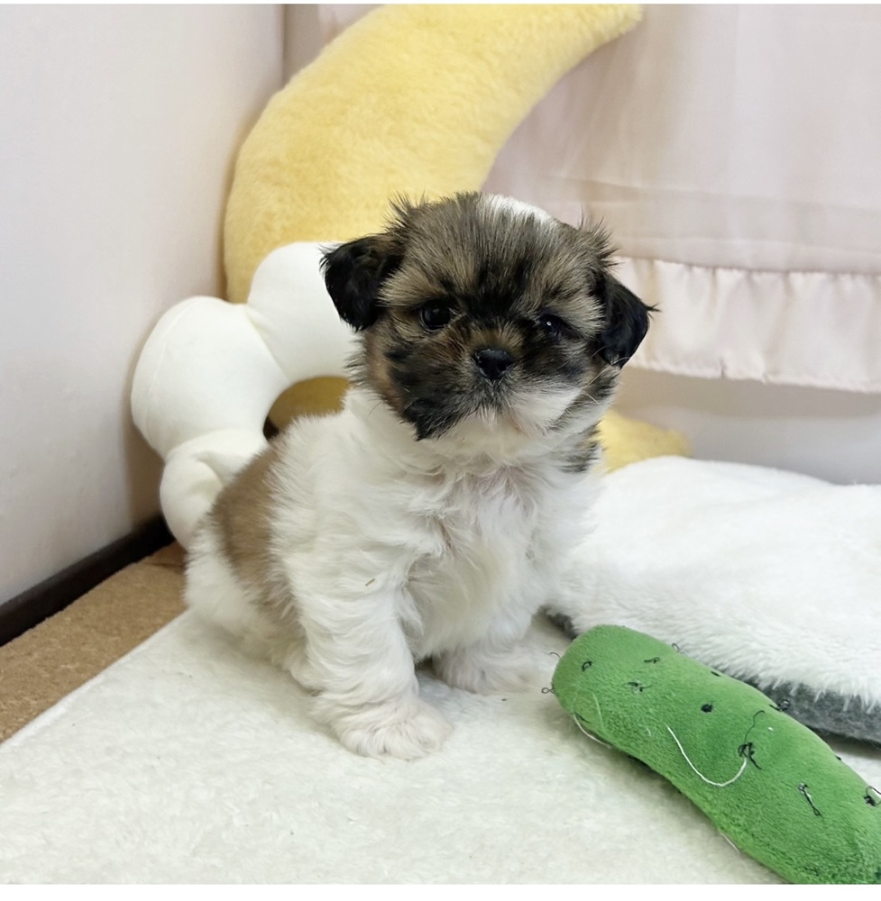 静岡県のシーズー (犬の家＆猫の里マークイズ静岡店/2026年6月16日生まれ/女の子/ホワイトゴールド)の子犬の3枚目の画像