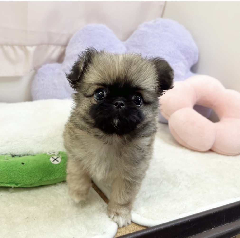 静岡県のチワペキ/ペキチー/ペキチワ(チワワ×ペキニーズ) (犬の家＆猫の里マークイズ静岡店/2026年6月14日生まれ/女の子/フォーンホワイト)の子犬の3枚目の画像