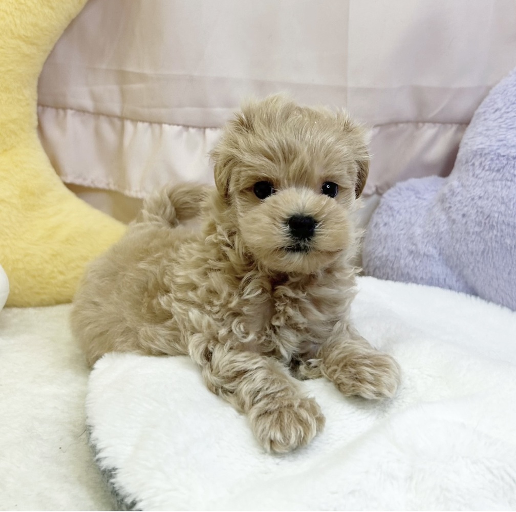 静岡県のマルプー(マルチーズ×プードル) (犬の家＆猫の里マークイズ静岡店/2026年6月16日生まれ/男の子/アプリコット)の子犬の3枚目の画像