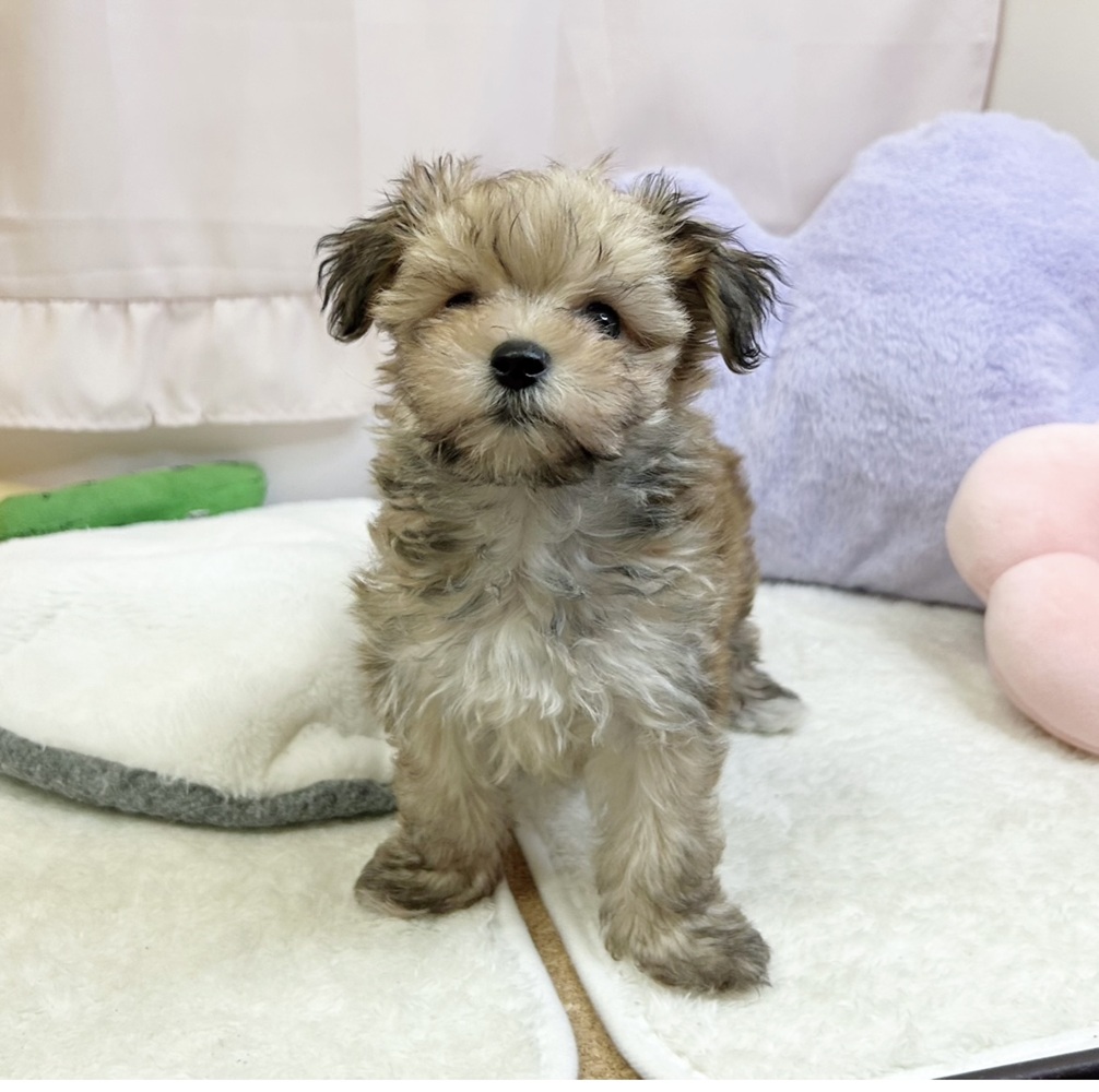静岡県のマルキー/マルヨーキー(マルチーズ×ヨークシャーテリア) (犬の家＆猫の里マークイズ静岡店/2026年6月15日生まれ/男の子/フォーン)の子犬の3枚目の画像