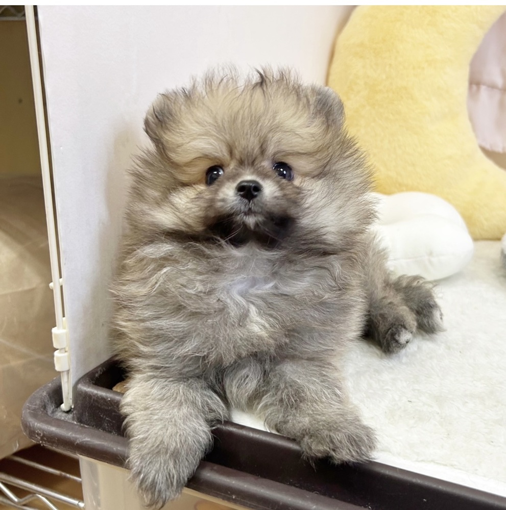 静岡県のポメラニアン (犬の家＆猫の里マークイズ静岡店/2026年6月14日生まれ/男の子/オレンジ)の子犬の3枚目の画像
