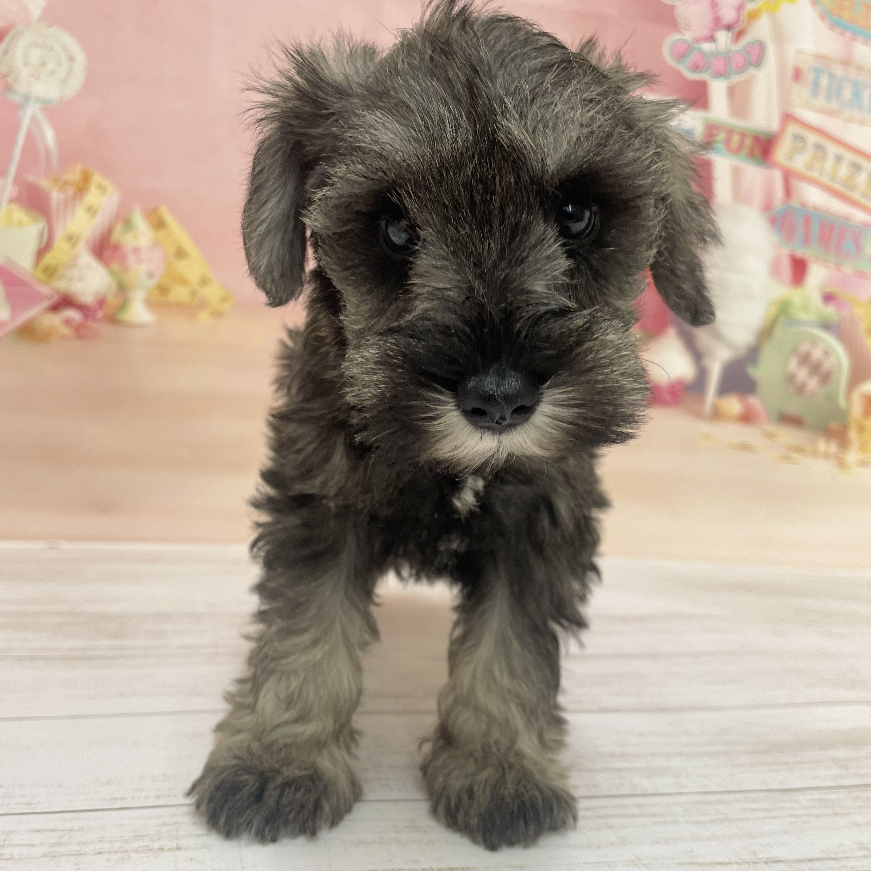 兵庫県のミニチュアシュナウザー (犬の家＆猫の里尼崎店/2026年8月13日生まれ/女の子/ソルトペッパー)の子犬の1枚目の画像