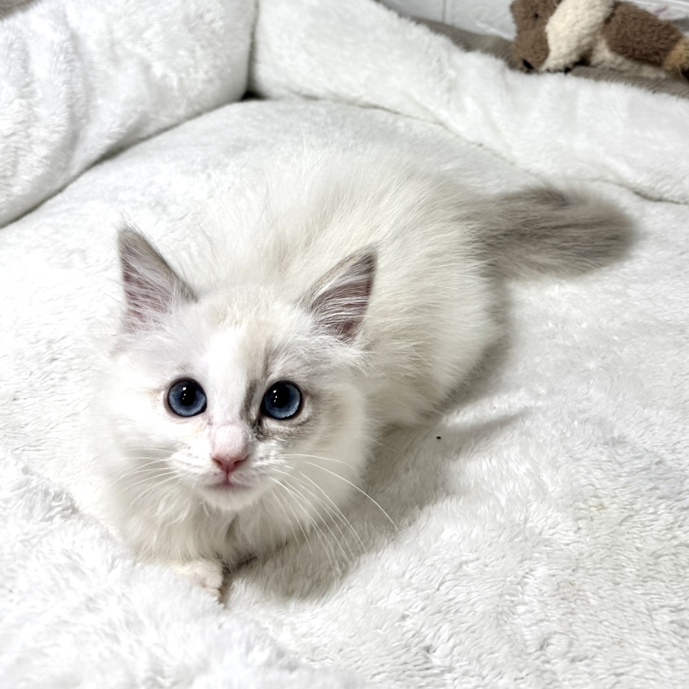 兵庫県のラグドール (犬の家＆猫の里ニッケパークタウン加古川店/2026年1月15日生まれ/女の子/ブルーポイントバイカラー)の子猫の3枚目の画像