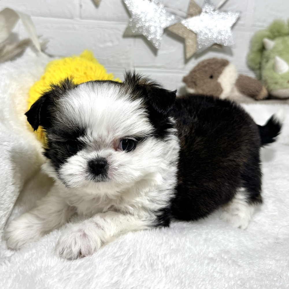 兵庫県のチワズー/チワシーズ(チワワ×シーズー) (犬の家＆猫の里ニッケパークタウン加古川店/2026年1月23日生まれ/女の子/ブラウンホワイト)の子犬の3枚目の画像