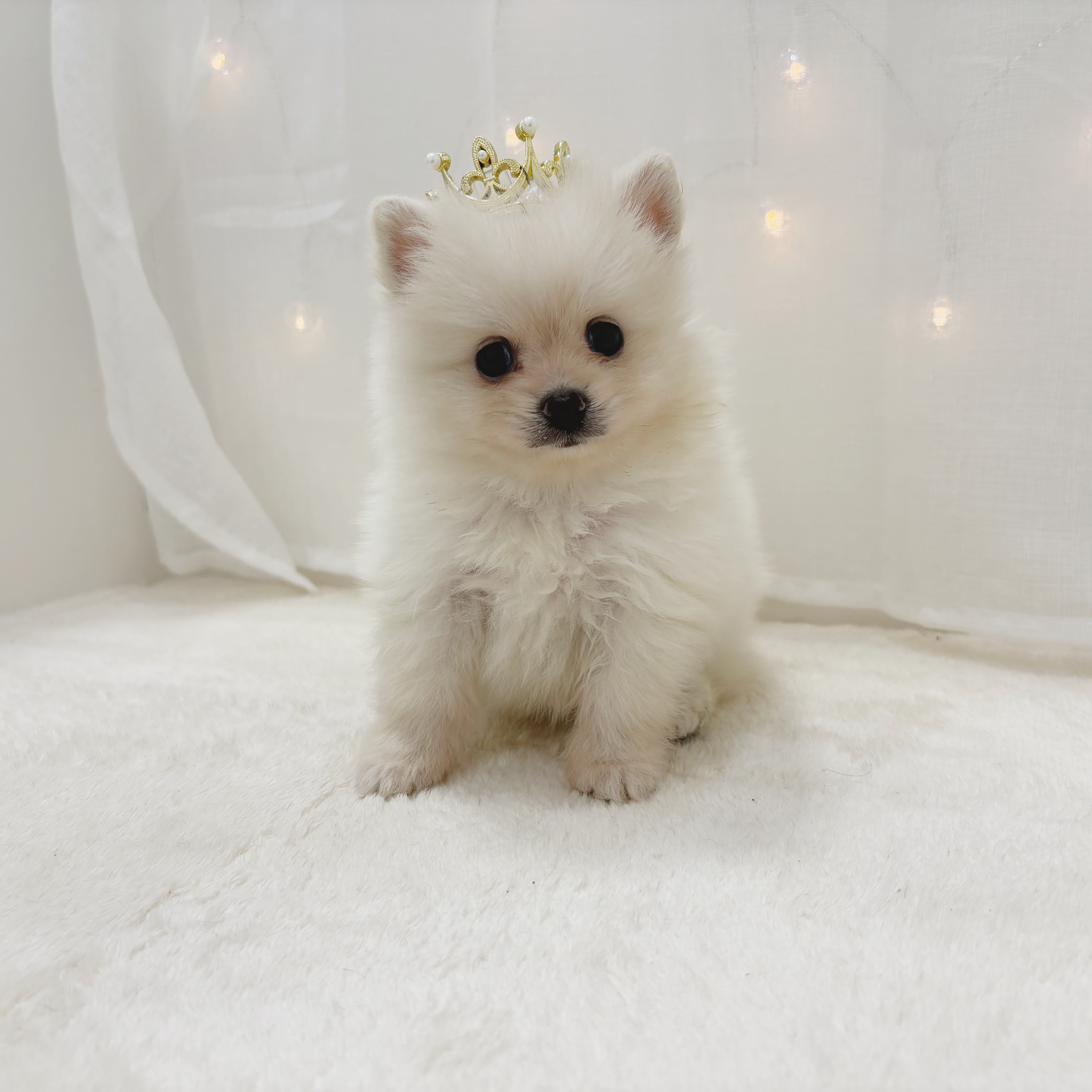 千葉県のポメラニアン (犬の家＆猫の里BIGHOPガーデンモール印西店/2025年6月10日生まれ/男の子/クリーム)の子犬