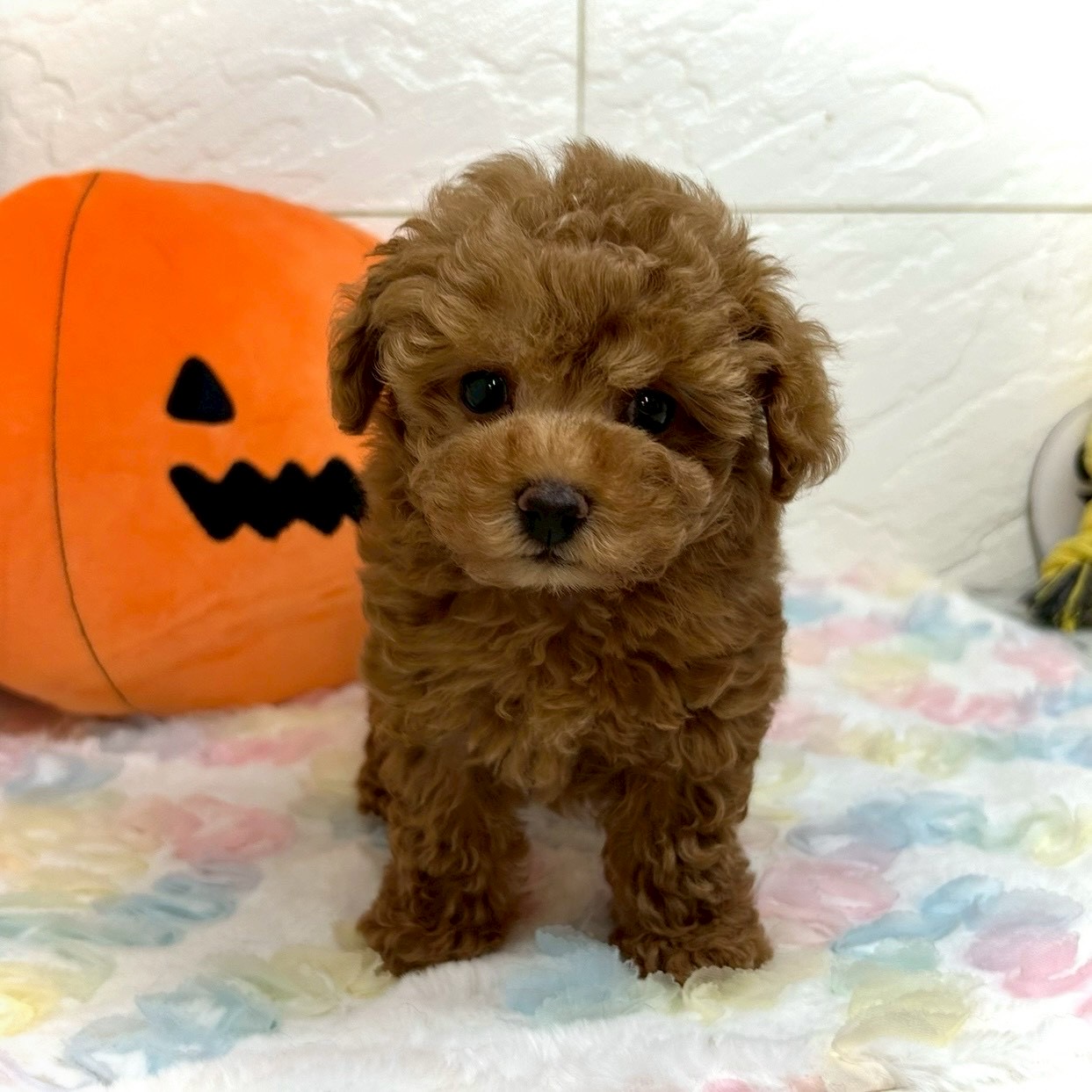 兵庫県のタイニープードル (犬の家＆猫の里ゆめタウン姫路店/2025年8月8日生まれ/男の子/レッドフォーン)の子犬の3枚目の画像